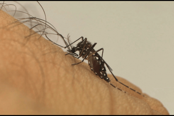 Aedes aegypti é o causador da zika, dengue e chikungunya (Foto Fiocruz).
