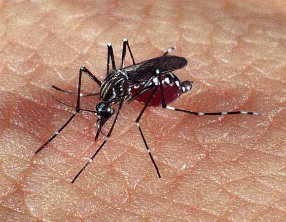 Mosquito transmite dengue, zika e chikungunha.
